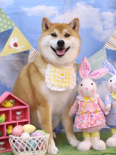 20240326マロンちゃん